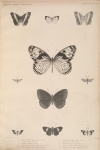 Ctimene xanthomelas