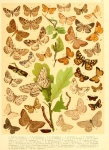 Gnophos furvata