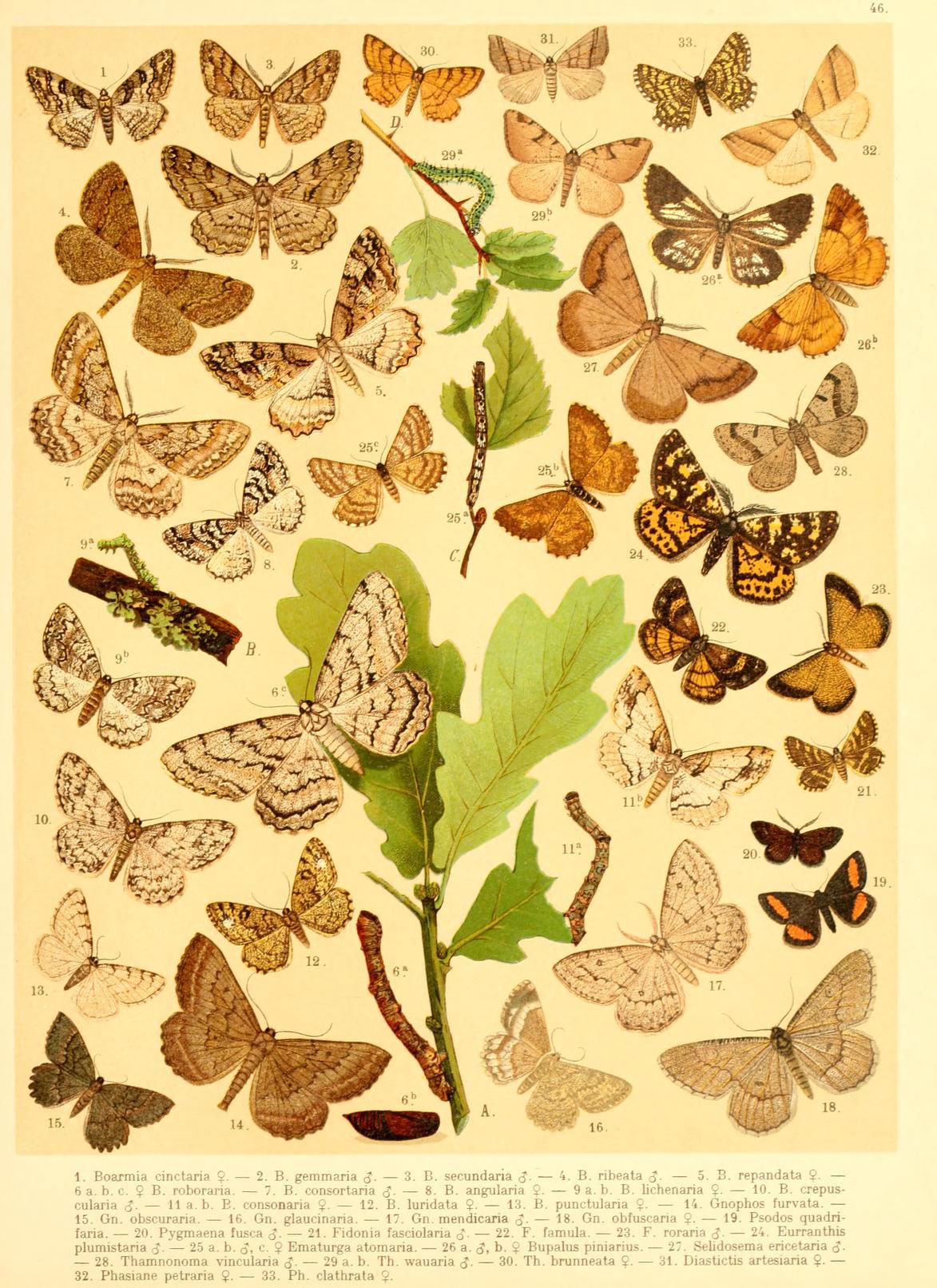 Gnophos furvata (Вид)