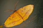 Heterolocha pyreniata