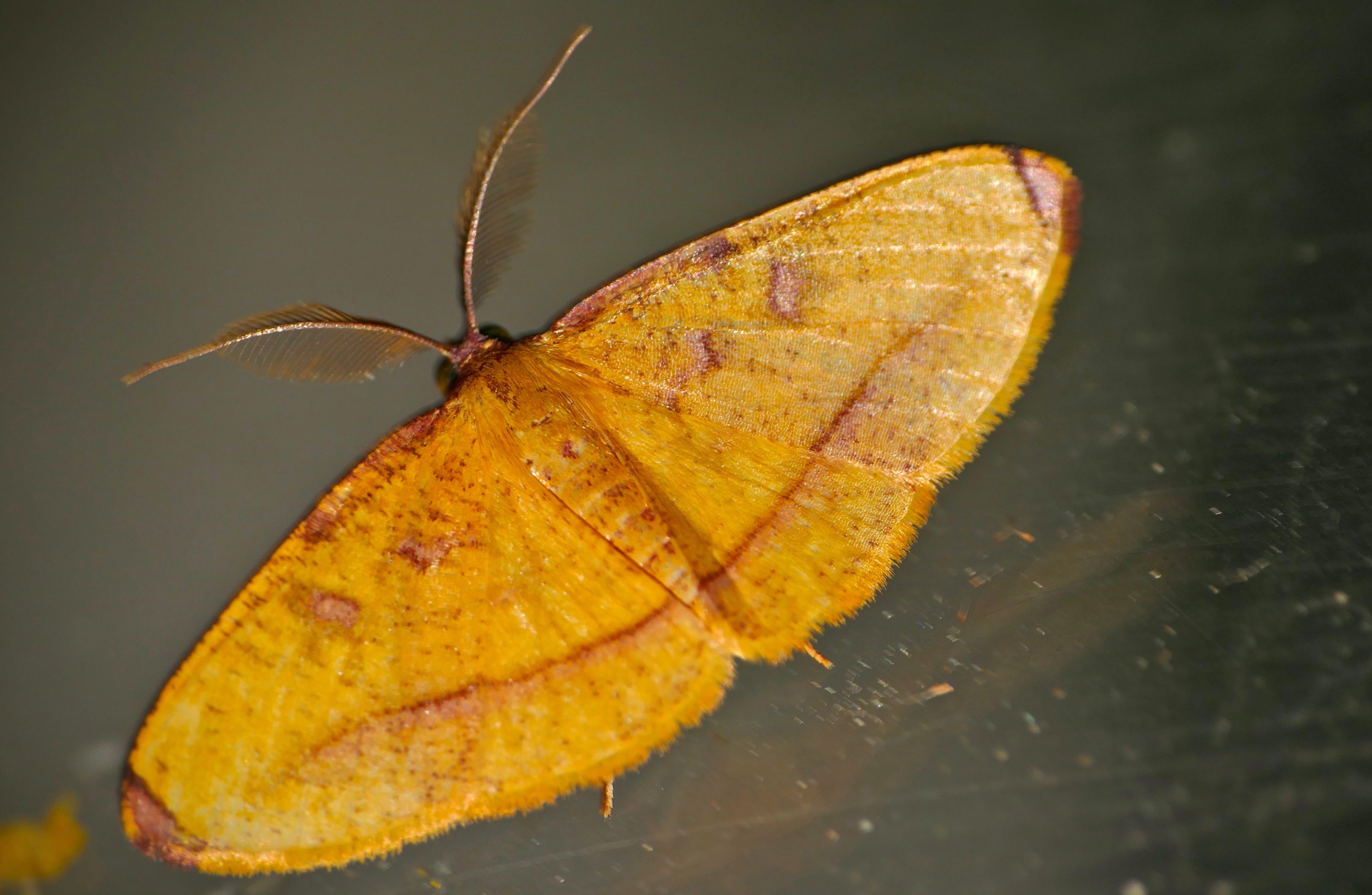 Heterolocha pyreniata