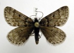 Psodos coracina