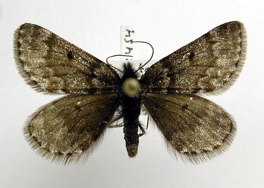 Psodos coracina