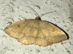Heterolocha aristonaria