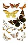Pseudomiza castanearia