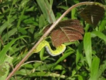 Planociampa antipala