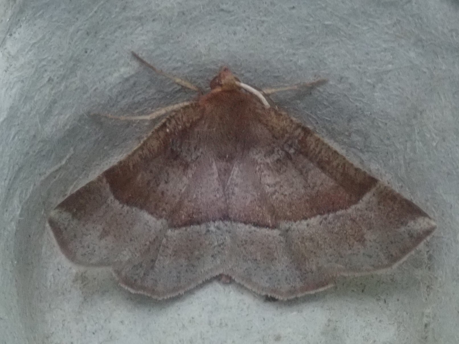Metarranthis pilosaria