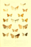 Crocallis auberti