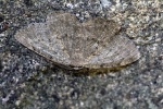 Gnophos dumetata