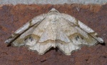 Probole nepiasaria