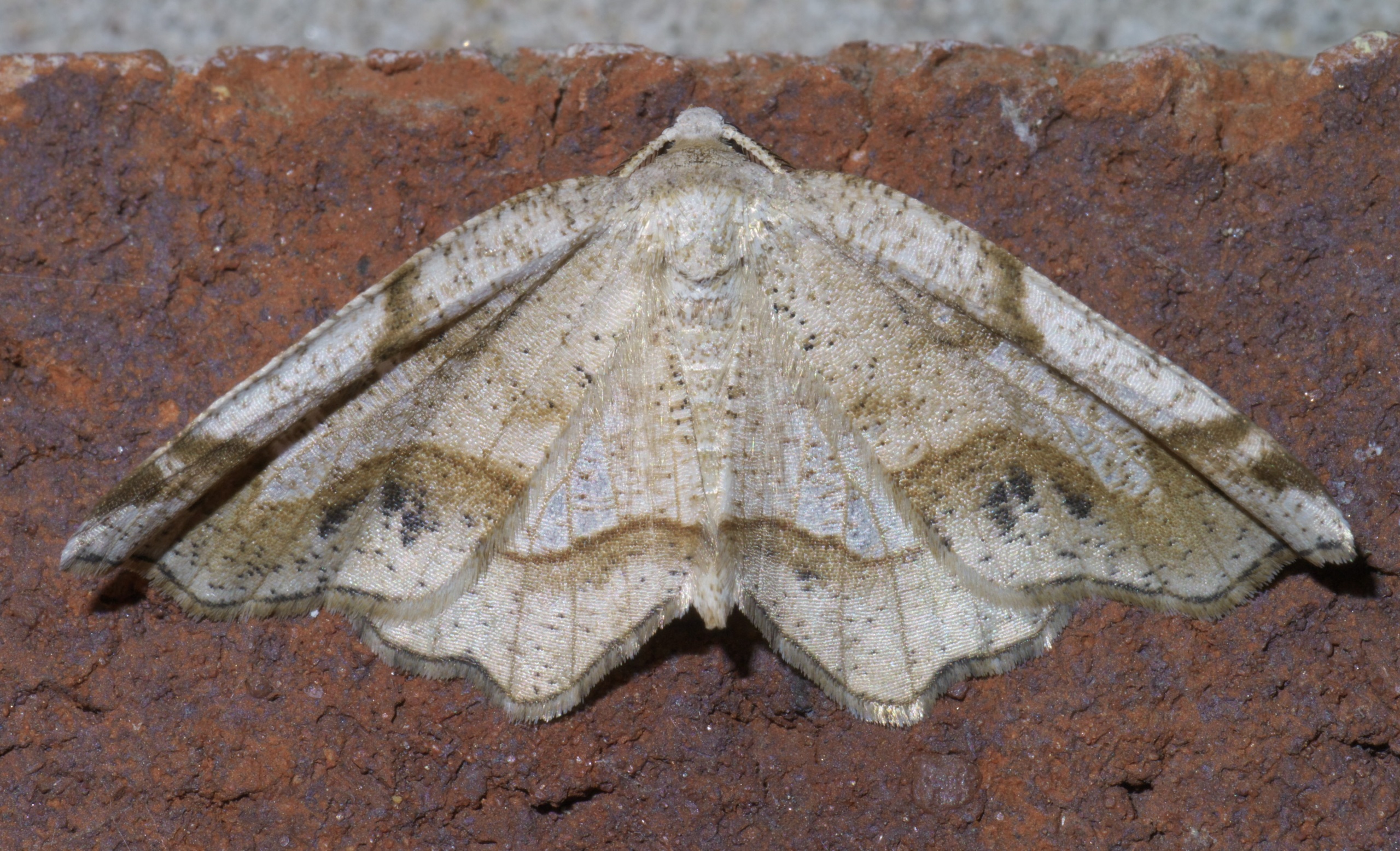 Probole nepiasaria