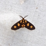 Pseudeuchromia maculifera