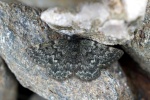 Glacies canaliculata