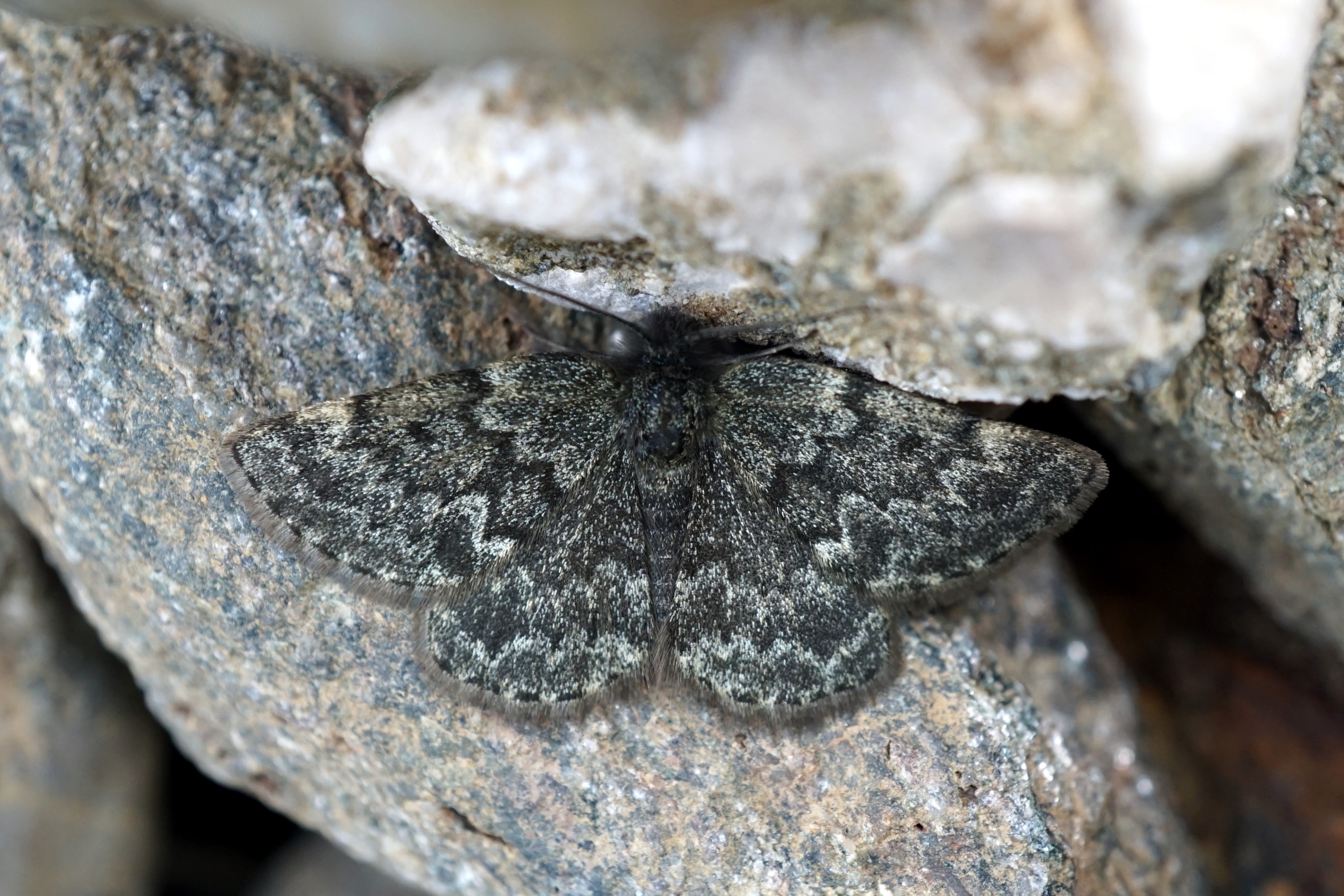 Glacies canaliculata