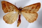 Thallophaga nigroseriata