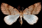 Thallophaga hyperborea