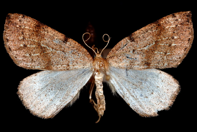 Thallophaga hyperborea