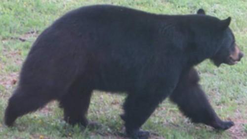 bear-1-762x428
