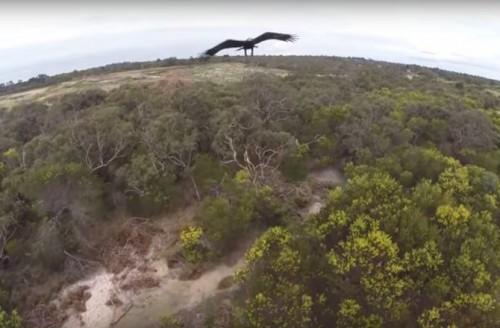 1439488671_eagle-takes-out-drone-150813