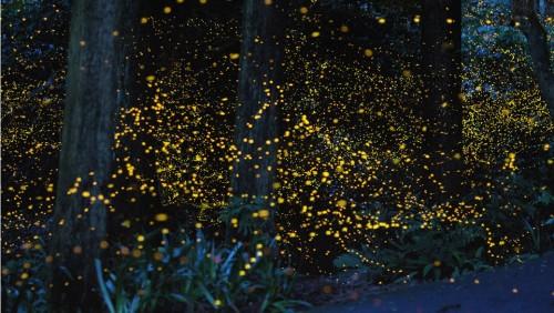 1439568622_fireflies-by-karo-yuki-11