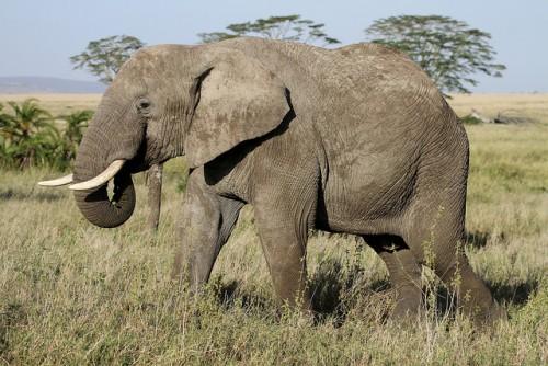 African bush elephant