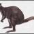 Dorcopsis muelleri