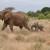 Loxodonta africana