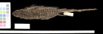 Подсемейство Sthenurinae

	Род Полосатые кенгуру