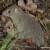 Bettongia tropica