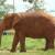 Loxodonta cyclotis