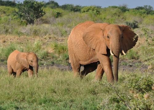 Loxodonta africana