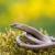 Anguis fragilis