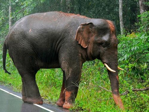 Elephas maximus