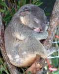 Коалы