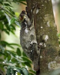 Galeopterus