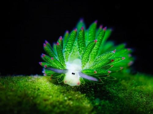 Costasiella-1