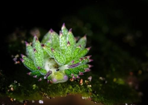 Costasiella-2