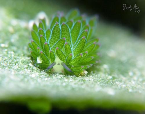 Costasiella-3