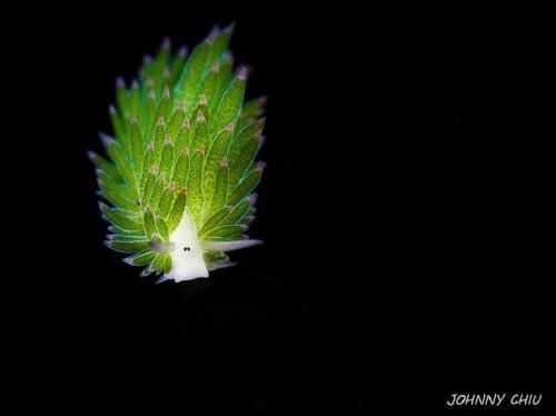 Costasiella-4