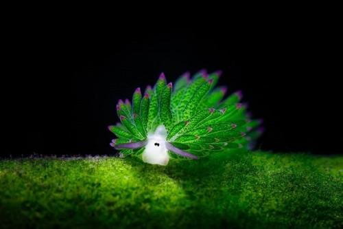 Costasiella-5
