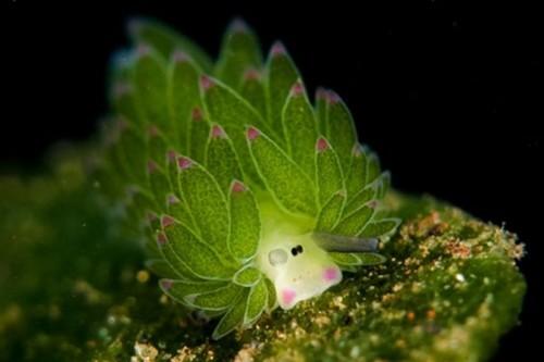 Costasiella-6
