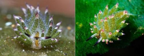 Costasiella-7