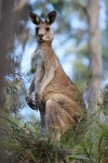 Подсемейство Macropodinae

	Род Исполинские кенгуру