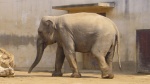 Elephas