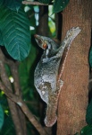 Cynocephalidae