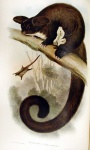 Petauroides