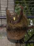 Cynocephalus