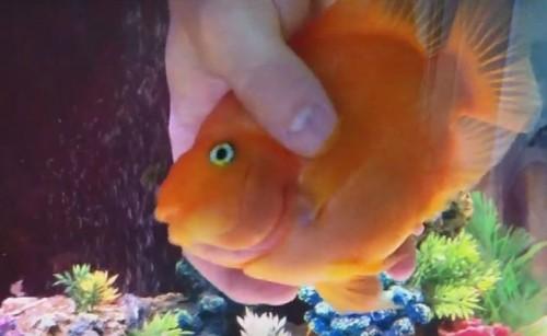 best_fish