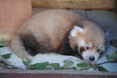 1442518153_adorable-baby-panda