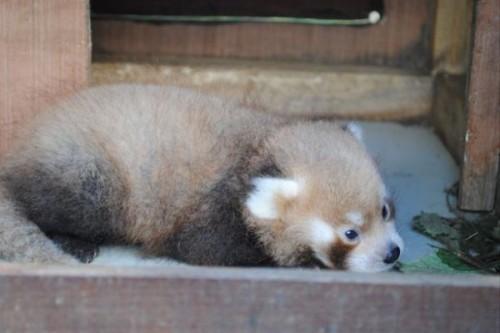 1442518193_baby-red-panda
